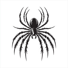 Spider silhouette on white background
