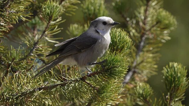 Close up of Gray Jay balancing on branch in the wind in the Yellowstone wilderness.