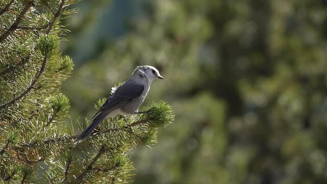 Close up of Gray Jay balancing on branch in the wind in Yellowstone.