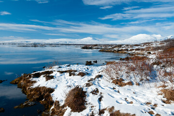 Frozen tree branches at Lake Þingvallavatn in Iceland