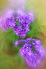 Obraz premium Purple phlox, an ornamental garden plant.Background with colors in artistic blur and bokeh. Natural flowers for postcards.