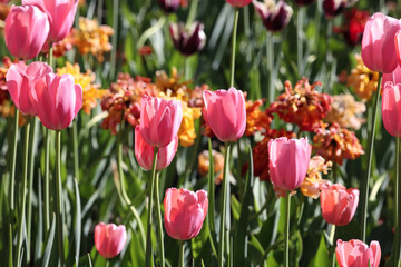 A Beautiful Display Of Vibrant Pink Tulips Amidst A Colorful Spring Garden. Bright Shades Of Green And Orange Complement The Cheerful Setting, Capturing The Essence Of Springtime And Renewal...