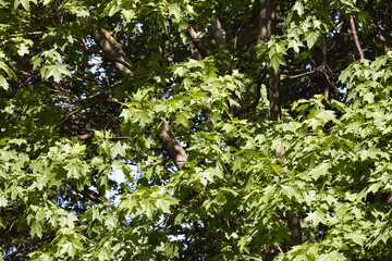 A Vibrant Close-Up Of Lush Maple Leaves Basking In Sunlight. This Serene Natural Scene Evokes Feelings Of Tranquility And Growth In A Dense Forest Setting, Capturing The Essence Of Nature.