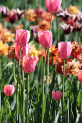 Obraz premium A Beautiful Scene Of Bright Pink Tulips Blooming Amidst A Vibrant Array Of Colorful Flowers In A Sunlit Garden, Capturing The Essence Of Springtime Beauty And Renewal...