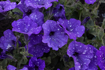 Close-Up Of Vibrant Purple Petunias In Full Bloom, Showcasing Their Delicate Petals And Contrasting Green Foliage. The Natural Beauty Highlights The Elegance Of Garden Flowers..