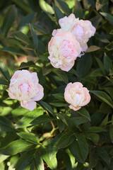 Close-Up Of Delicate Pink Peonies Blooming Amidst Lush Green Foliage, Capturing The Essence Of Spring And Natural Beauty. Perfect For Themes Of Nature, Freshness, And Tranquility..