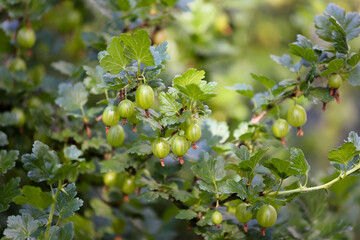 Close-Up Of Vibrant Green Gooseberries Growing On A Bush In A Sunlit Garden. Fresh, Ripe, And Ready For Harvest, These Berries Symbolize Summer And Nature's Abundance...