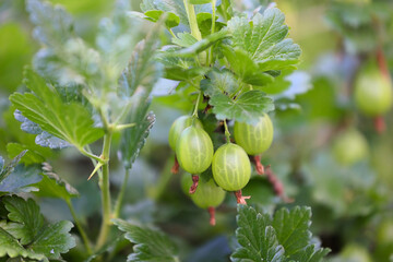 A Close-Up View Of Green Gooseberries Hanging From A Plant, Set Amidst Lush Green Foliage In A Garden. Captures The Freshness And Natural Beauty Of The Fruit..