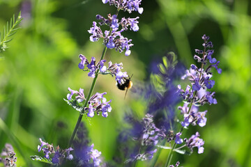 A Vibrant Bumblebee Buzzing Around Delicate Purple Wildflowers, Capturing The Essence Of Springtime. The Lush Greenery Forms A Stunning Natural Backdrop, 