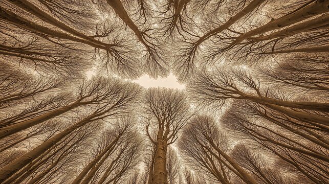 Looking up at a canopy of bare trees in a forest with a sliver of sky visible.