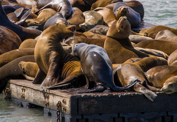 Sea lions basking at Fisherman's Wharf in San Francisco, a popular tourist attraction showcasing lively marine wildlife.