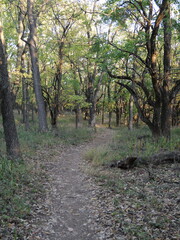 Dirt Trail in the Woods of Suburban Olathe KS