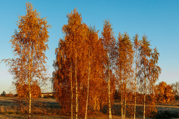 The tops of vibrant orange autumn trees stand out against a clear, bright blue sky. The golden foliage captures the essence of fall, creating a striking contrast with the sky.