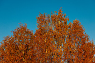 The tops of vibrant orange autumn trees stand out against a clear, bright blue sky. The golden...