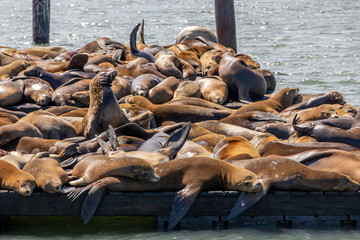 Sea lions basking at Fisherman's Wharf in San Francisco, a popular tourist attraction showcasing lively marine wildlife.