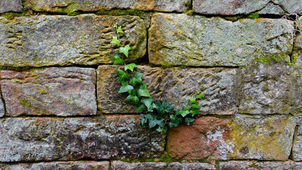 Ivy Climbing on an Ancient Stone Wall Covered With Moss in a Serene Garden