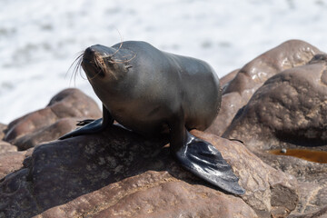 Cape Fur Seals - Arctocephalus pusillus- on the beach of Cape Cross Seal colony, along the skeleton coast of Namibia
