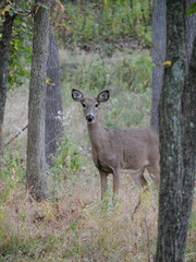 White Tailed Deer Losing Homes in Growing Suburbs