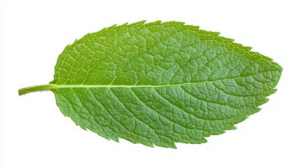 Fototapeta premium Macro Shot of Lush Chocolate Mint Leaf with Serrated Edges and Soft Texture | Botanical Close-Up Photography