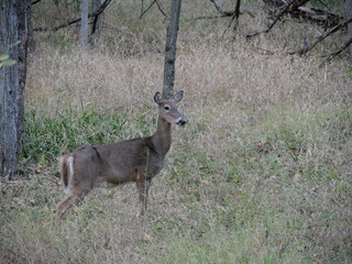 White Tailed Deer Losing Homes in Growing Suburbs