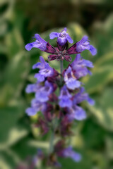 Closeup of flowers of Salvia officinalis 'Tricolor' in a Garden in early summer