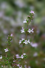 Closeup of flowers of common Thyme (Thymus vulgaris) in an allotment garden in early summer