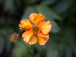 Closeup of single flower of Geum 'Mandarin'