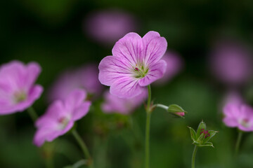 Closeup of flowers Geranium 'Mavis Simpson' in a garden in early summer