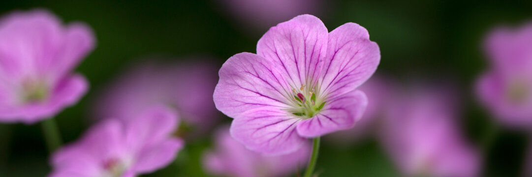 Panorama of flowers Geranium 'Mavis Simpson' in a garden in early summer