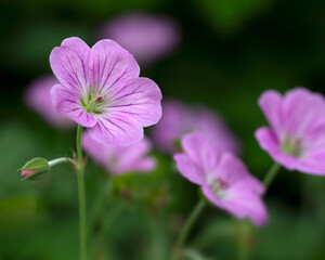 Closeup of flowers Geranium 'Mavis Simpson' in a garden in early summer