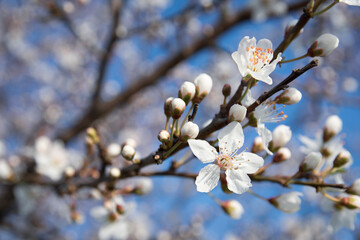 white flowers of fruit trees blooming in spring