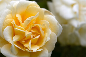 Closeup of single flower of Rosa 'Malvern Hills' in a garden in early summer