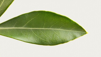 Fototapeta premium Vivid Macro Shot of Olive Leaf, Showcasing Smooth Texture and Intricate Veins | Ultra-Detailed Botanical Photography