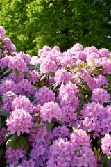 Outdoor, woods and flower for sustainability with eco friendly, nature reserve and green environment. Closeup, colorful and rhododendron rose with growth, future or blossom for garden or conservation