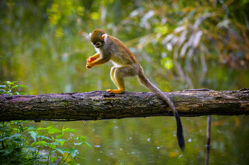 Common squirrel monkey sits on a tree branch over water, holding a small piece of fruit, surrounded by lush green foliage in a natural habitat.