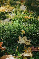 multi-colored maple leaves close-up on a background of green grass in autumn weather with sun rays
