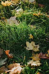 multi-colored maple leaves close-up on a background of green grass in autumn sunny weather