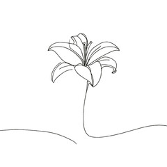 Minimalist vector illustration of single lily flower in line drawing