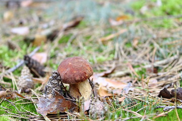 Grzyb i szyszka w lesie © Tomasz