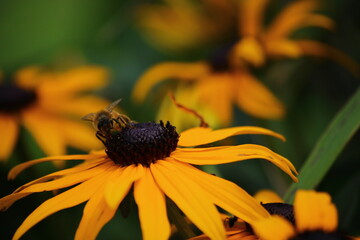 Osa na kwiatku © Tomasz