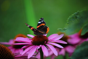 Motyl na kwiatku © Tomasz