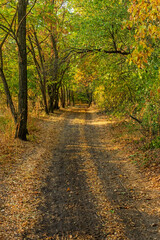 Country road in deciduous forest with fallen trees on autumn day. Non-urban landscape of wooded countryside with fallen yellow leaves