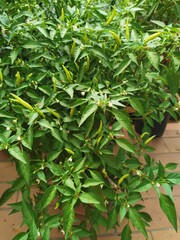 Rotten chili plili plants due to​fruit fly pests, thereby reducing farmere' yields