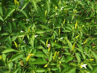 Rotten chili plili plants due to​fruit fly pests, thereby reducing farmere' yields