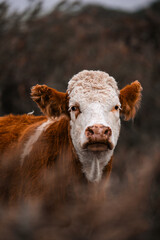 Cow portrait photo, rural farm animal