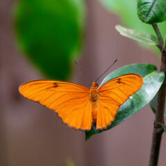 Julia Butterfly (Dryas iulia), commonly found in tropical regions of Central and South America