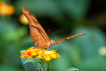 Julia Butterfly (Dryas iulia), commonly found in tropical regions of Central and South America