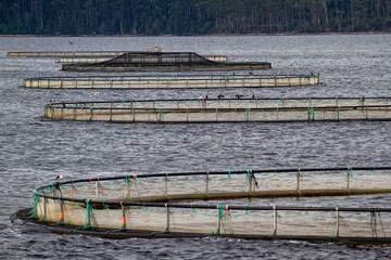 Salmon farms, Macquarie Harbour Tasmania Australia