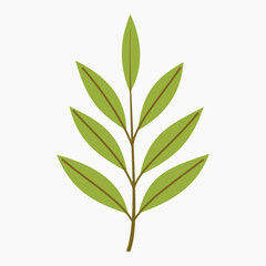 Green willow leaves vector illustration isolated on white background