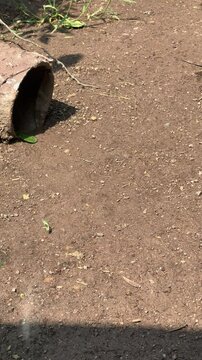A small lesser grison (galictis cuja) in a zoo in Santiago, Chile
